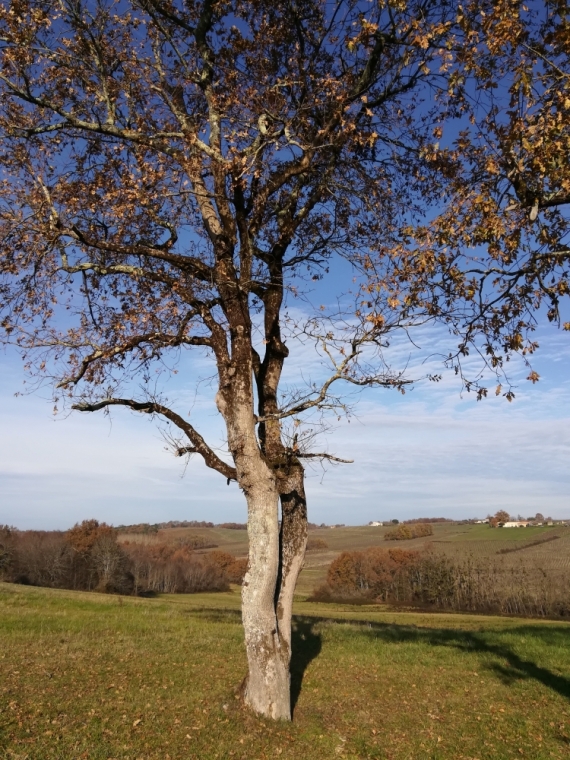 Randonnées autour de langon